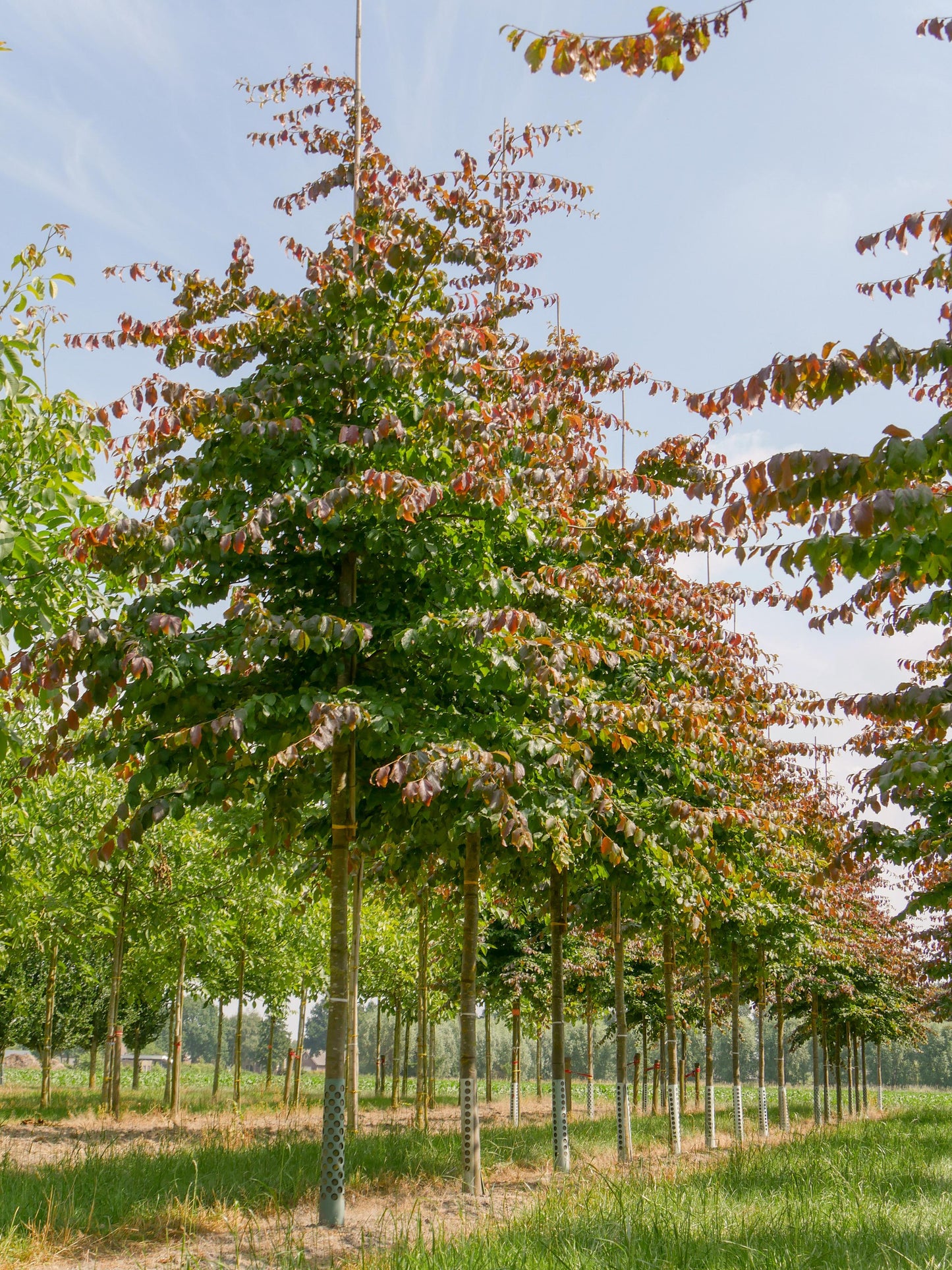 Parrotia Persica - View 10 from www redcrocus com