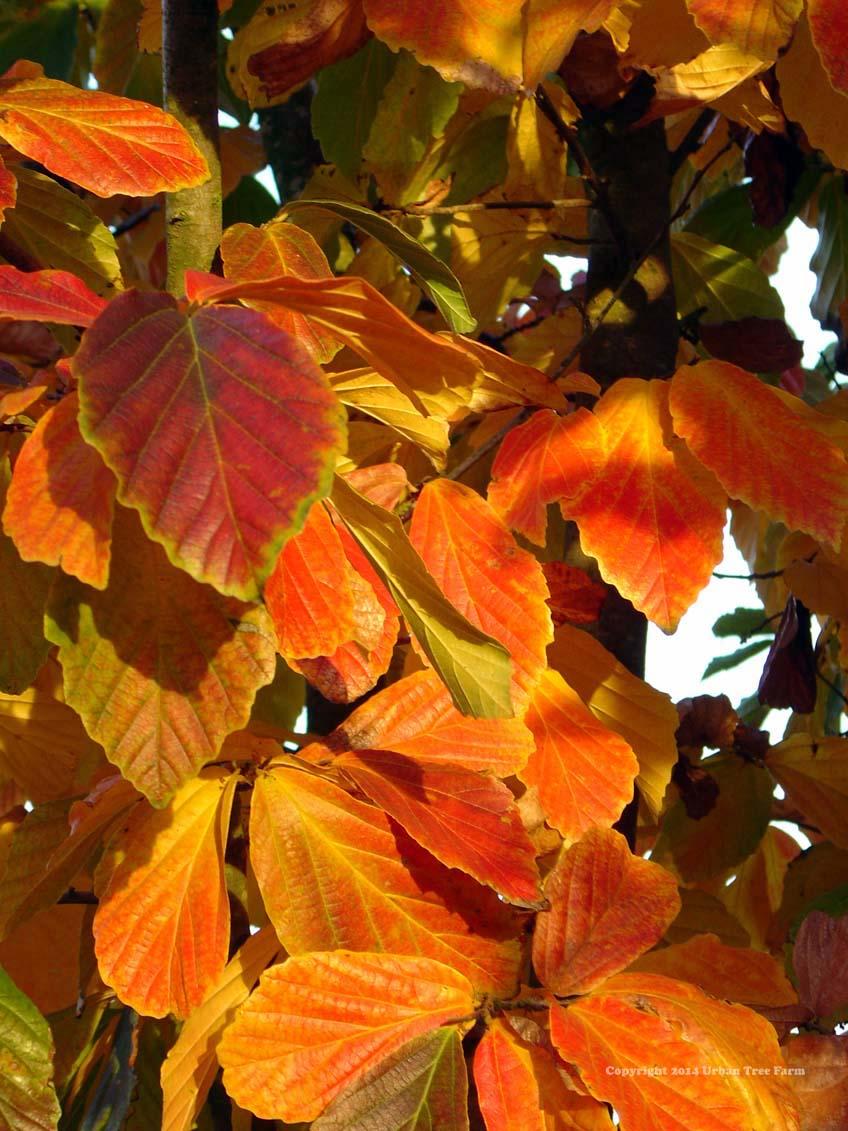Parrotia Persica - View 12 from www redcrocus com