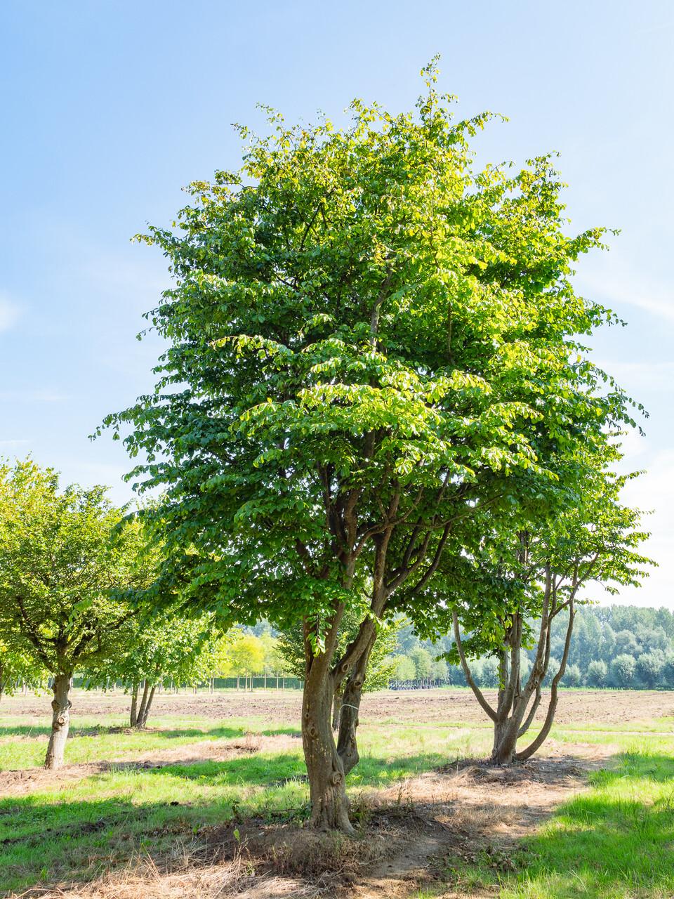 Parrotia Persica - View 13 from www redcrocus com