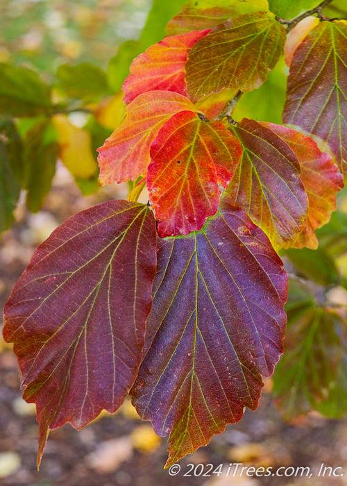 Parrotia Persica - View 14 from www redcrocus com
