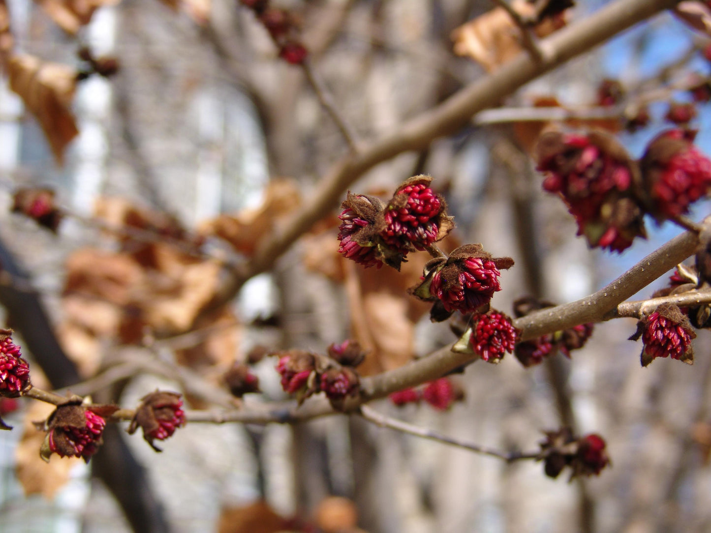 Parrotia Persica - View 19 from www redcrocus com