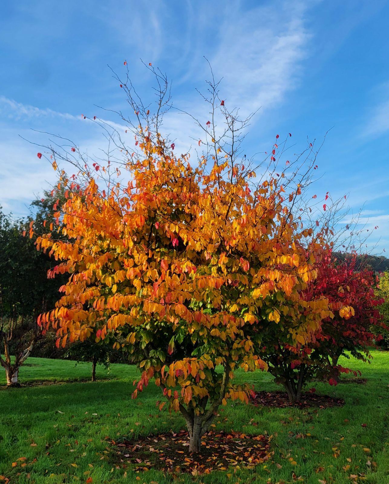 Parrotia Persica - View 1 from www redcrocus com