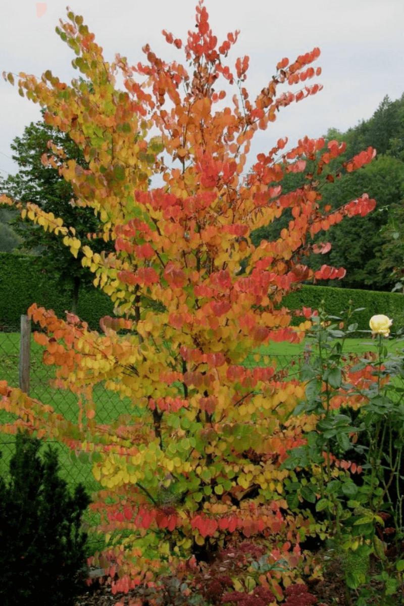 Parrotia Persica - View 23 from www redcrocus com