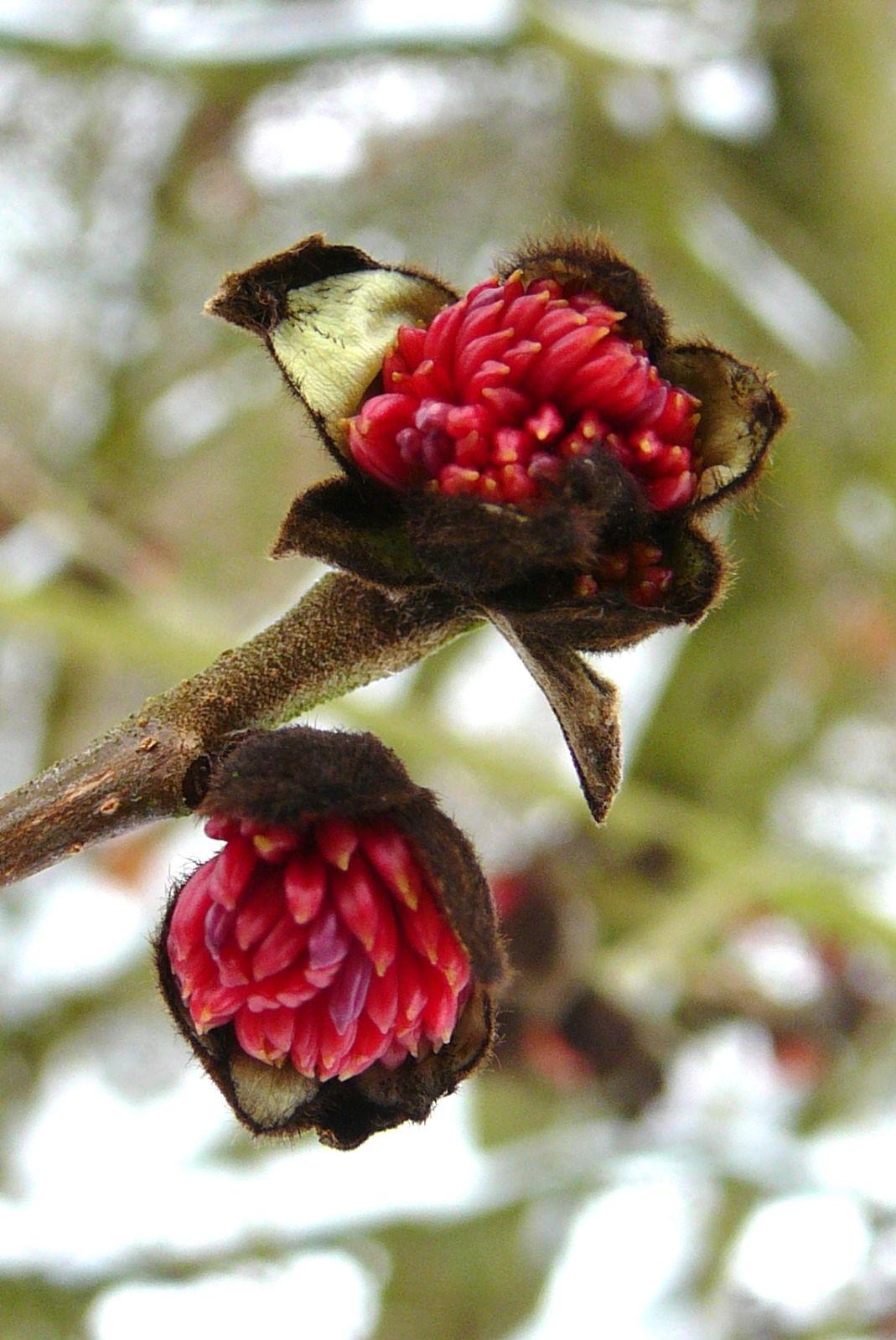 Parrotia Persica - View 2 from www redcrocus com
