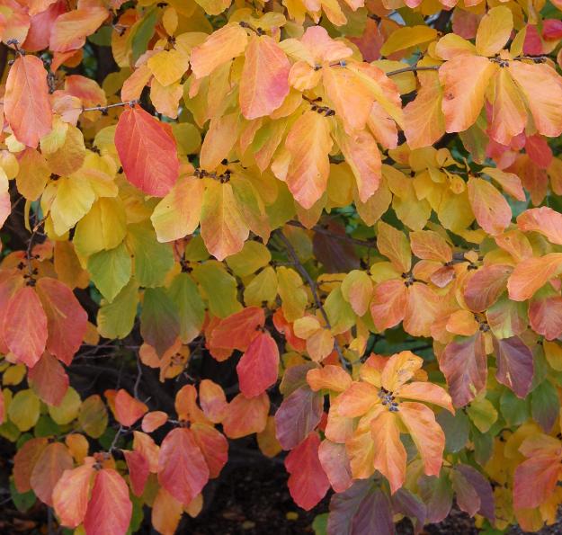 Parrotia Persica - View 30 from www redcrocus com