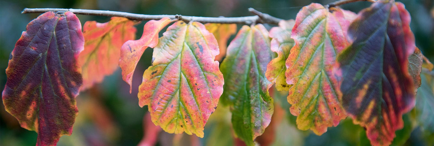 Parrotia Persica - View 33 from www redcrocus com