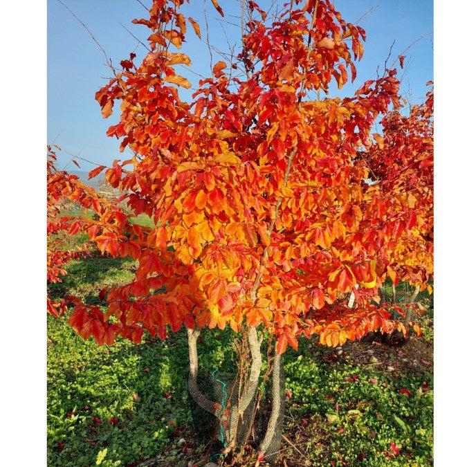 Parrotia Persica - View 34 from www redcrocus com