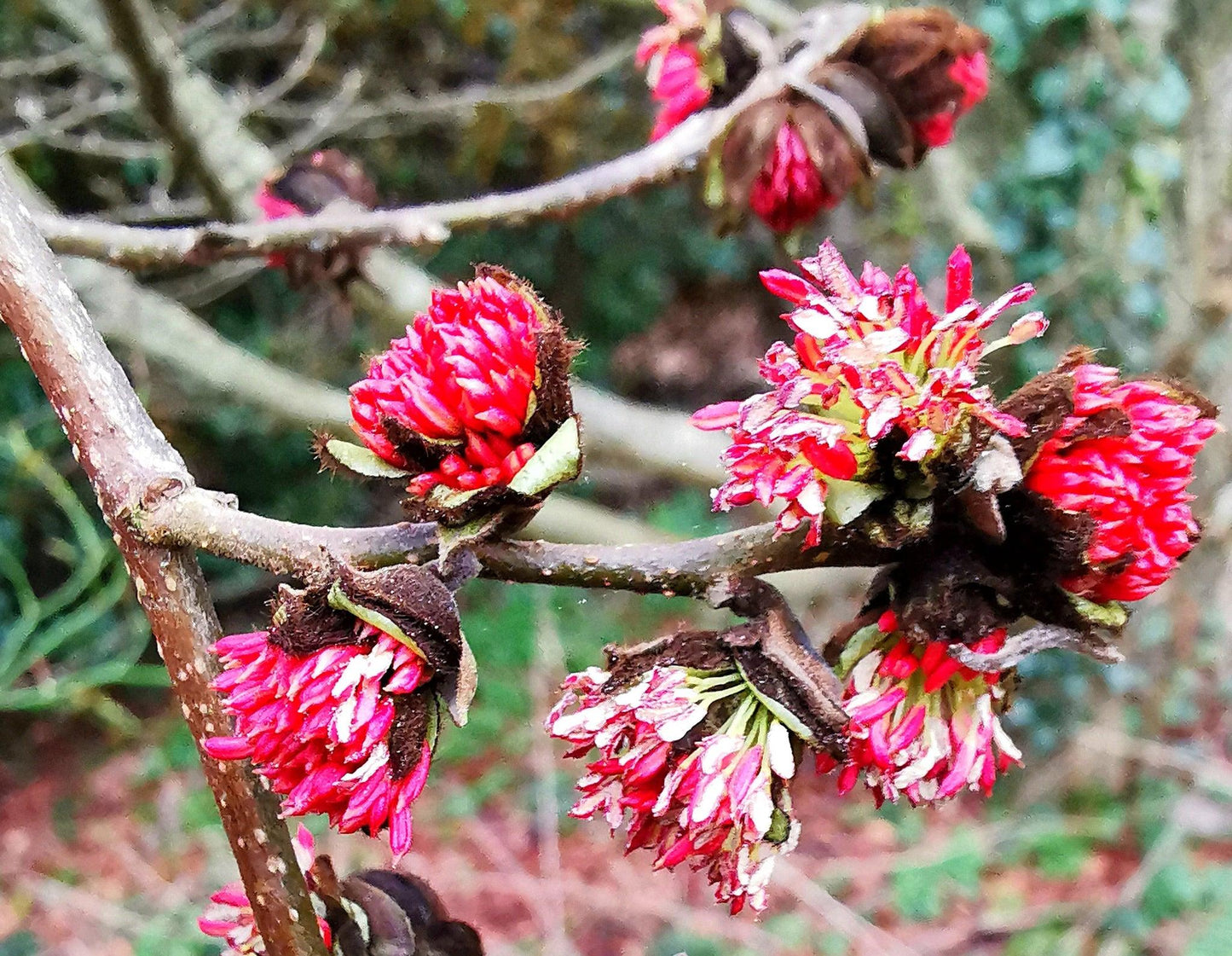 Parrotia Persica - View 35 from www redcrocus com