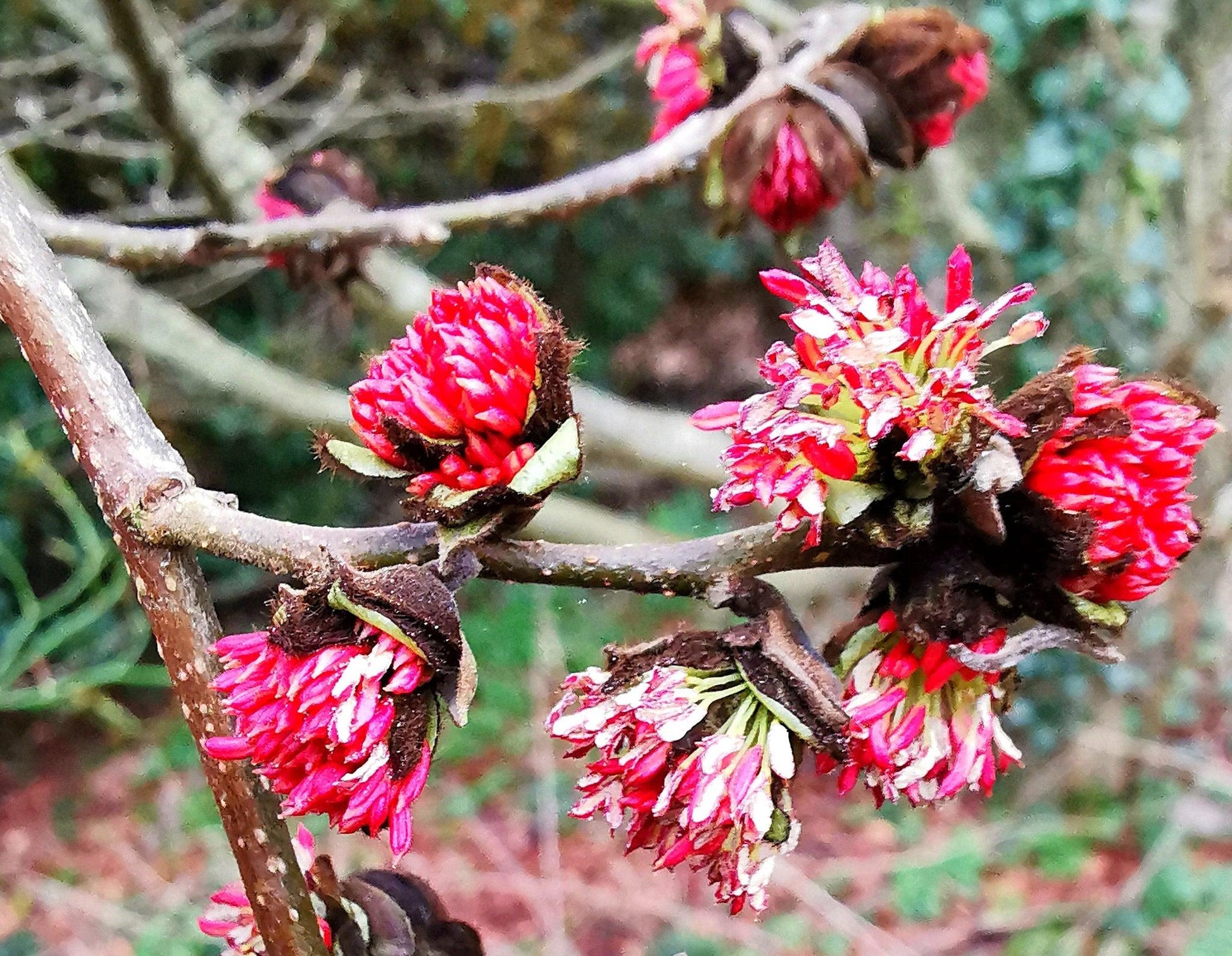 Parrotia Persica - View 35 from www redcrocus com