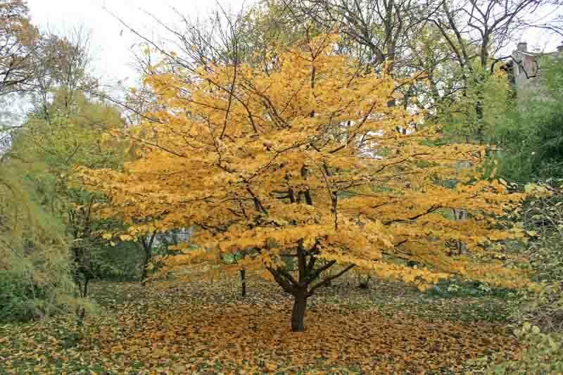 Parrotia Persica - View 37 from www redcrocus com