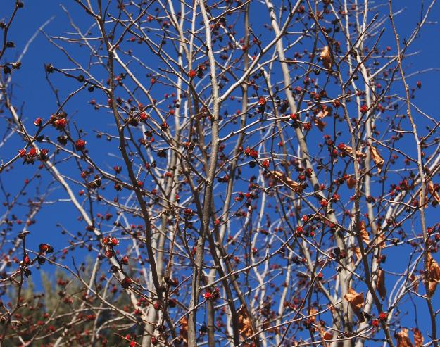Parrotia Persica - View 38 from www redcrocus com