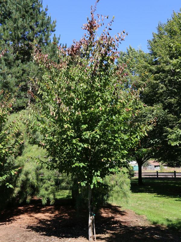 Parrotia Persica - View 40 from www redcrocus com