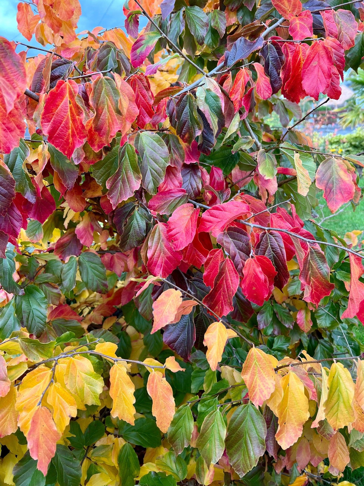 Parrotia Persica - View 4 from www redcrocus com