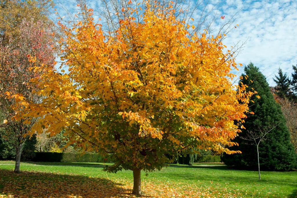 Parrotia Persica - View 5 from www redcrocus com