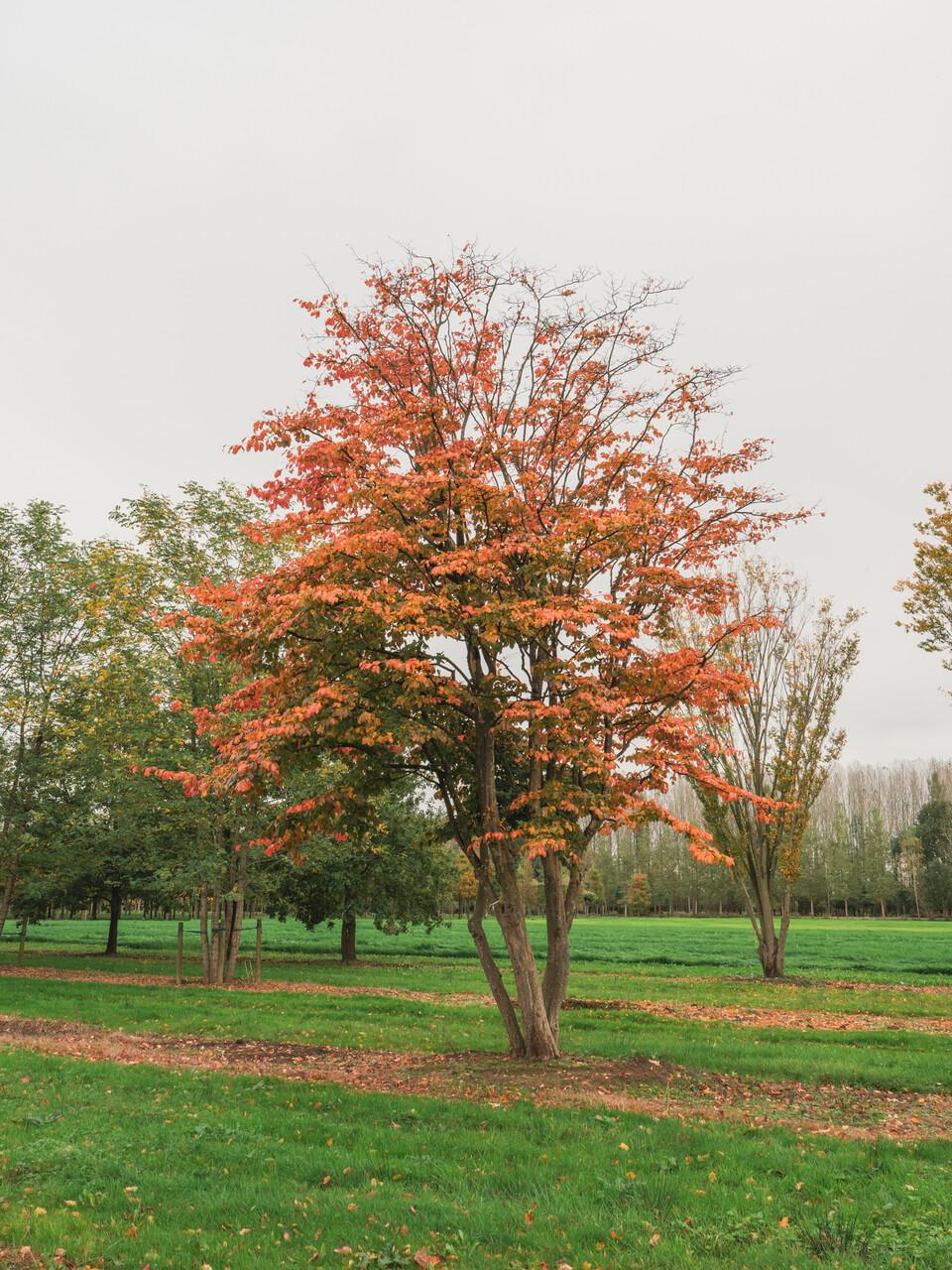 Parrotia Persica - View 8 from www redcrocus com