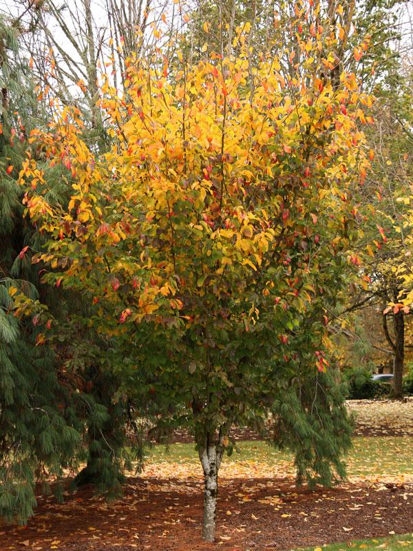 Parrotia Persica - View 9 from www redcrocus com