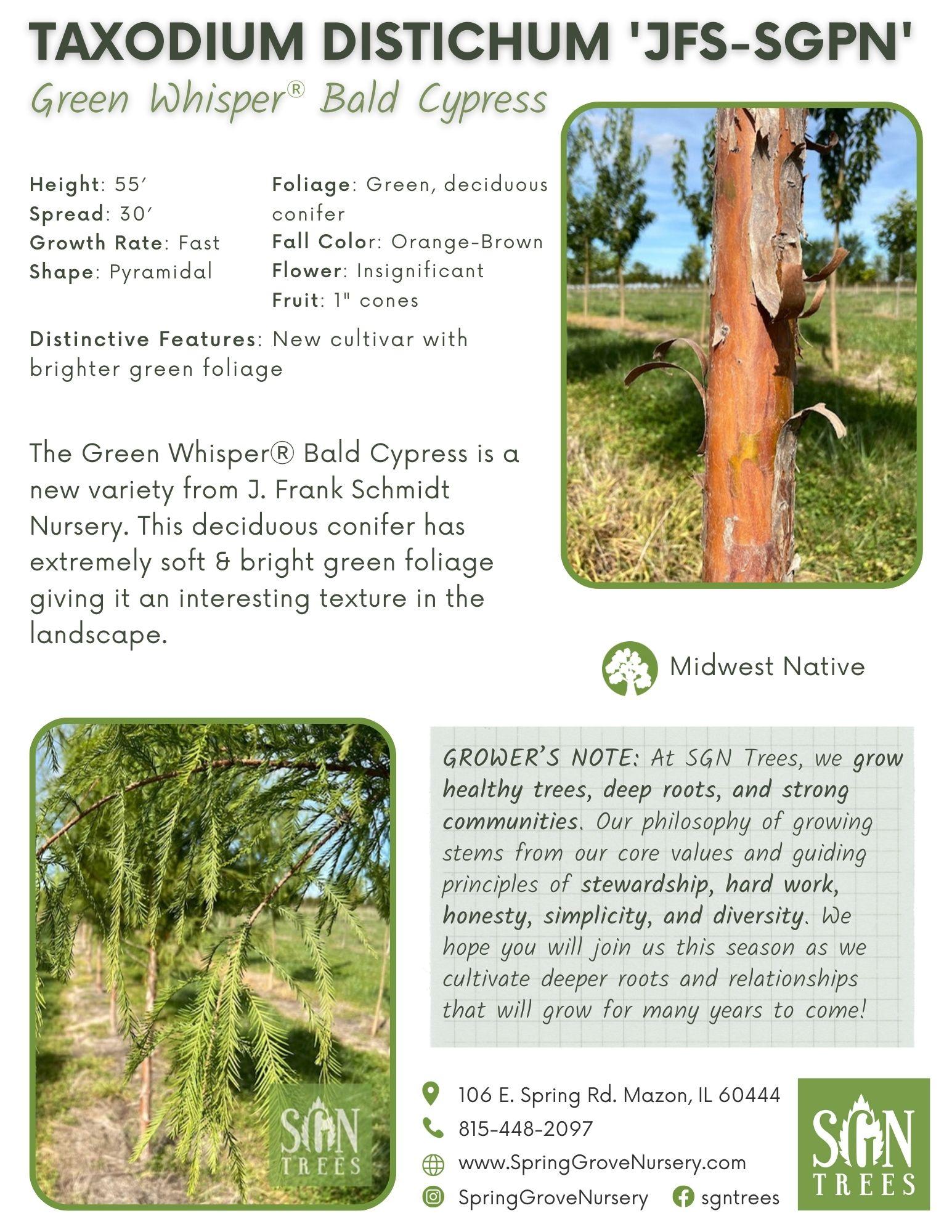 Taxodium Distichum 'green Whisper' - View 10 from www redcrocus com