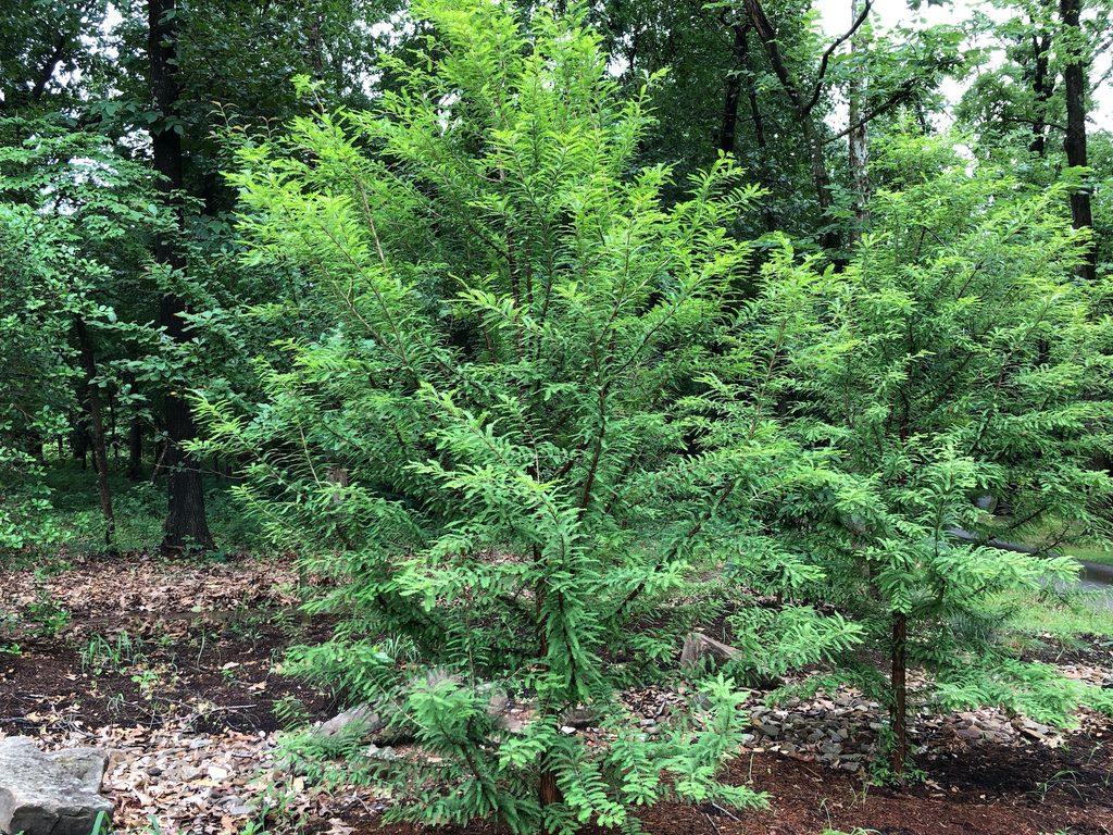 Taxodium Distichum 'green Whisper' - View 12 from www redcrocus com