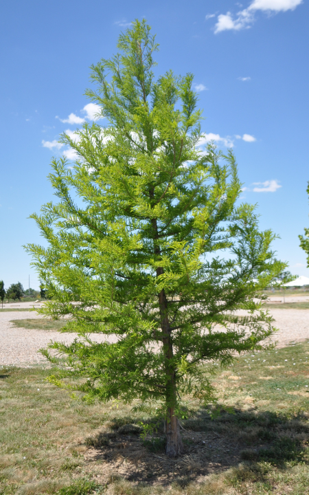 Taxodium Distichum 'green Whisper' - View 13 from www redcrocus com