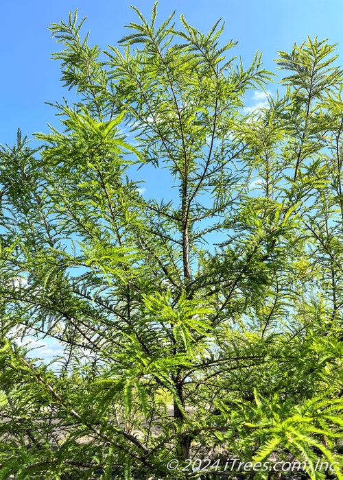 Taxodium Distichum 'green Whisper' - View 19 from www redcrocus com
