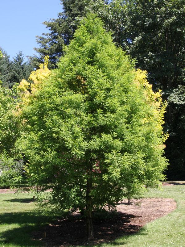 Taxodium Distichum 'green Whisper' - View 1 from www redcrocus com