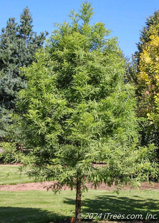 Taxodium Distichum 'green Whisper' - View 21 from www redcrocus com