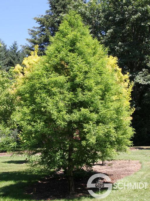 Taxodium Distichum 'green Whisper' - View 23 from www redcrocus com