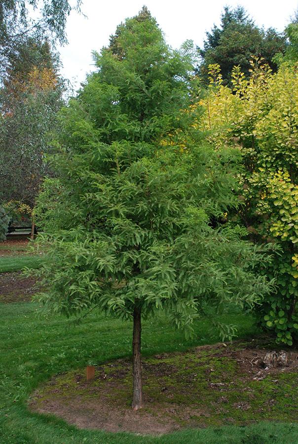 Taxodium Distichum 'green Whisper' - View 2 from www redcrocus com