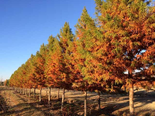 Taxodium Distichum 'green Whisper' - View 30 from www redcrocus com