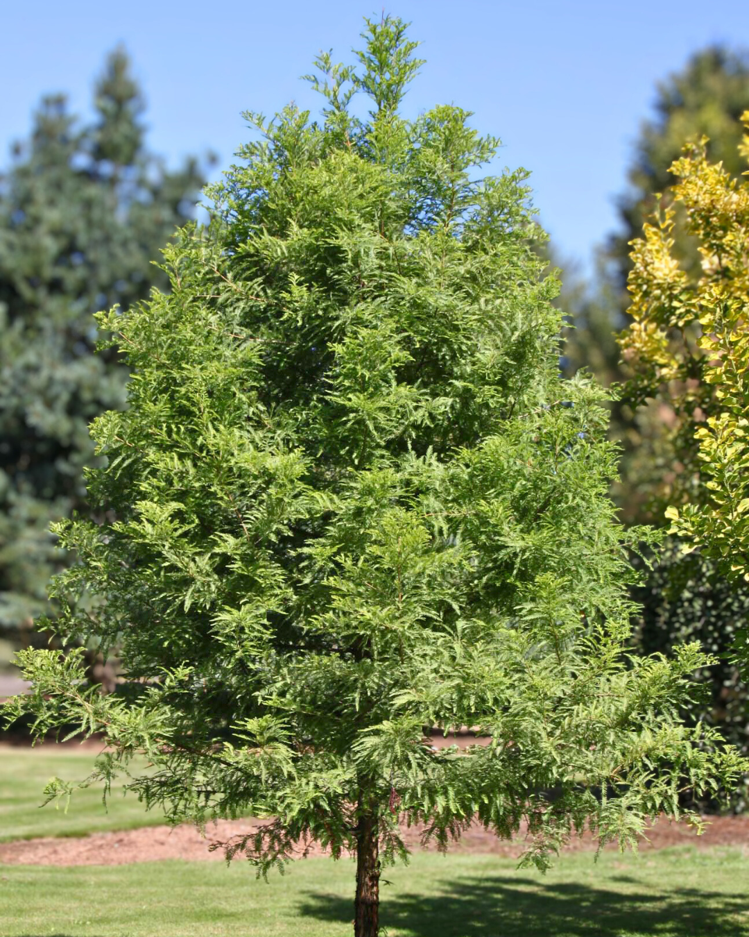 Taxodium Distichum 'green Whisper' - View 31 from www redcrocus com