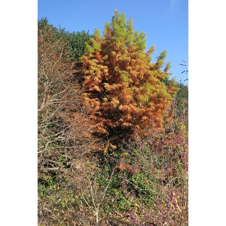 Taxodium Distichum 'green Whisper' - View 33 from www redcrocus com