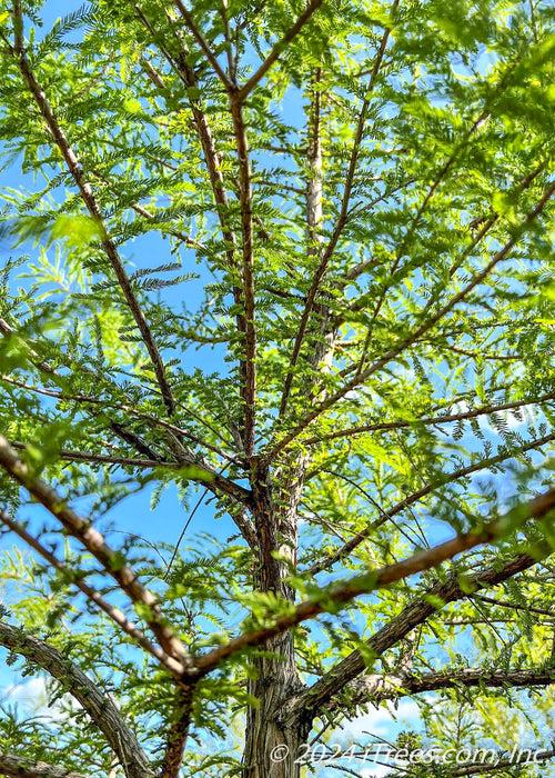 Taxodium Distichum 'green Whisper' - View 36 from www redcrocus com