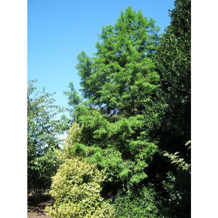 Taxodium Distichum 'green Whisper' - View 37 from www redcrocus com