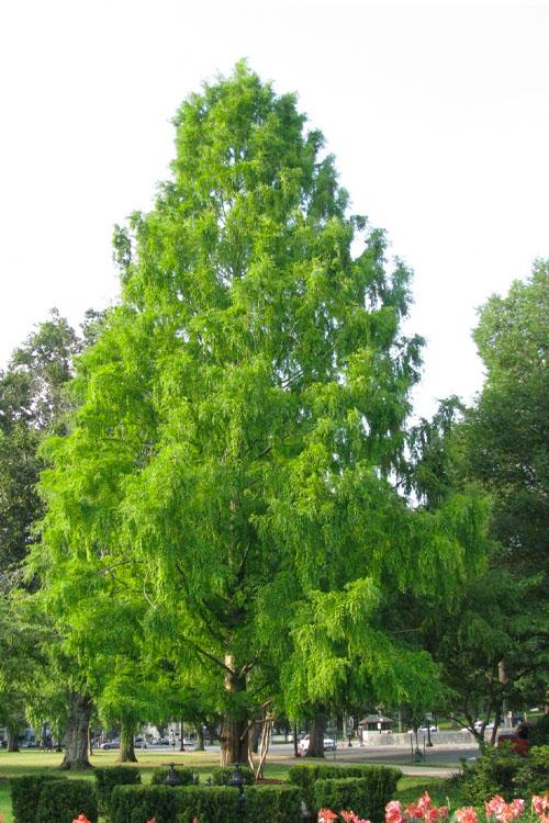 Taxodium Distichum 'green Whisper' - View 6 from www redcrocus com