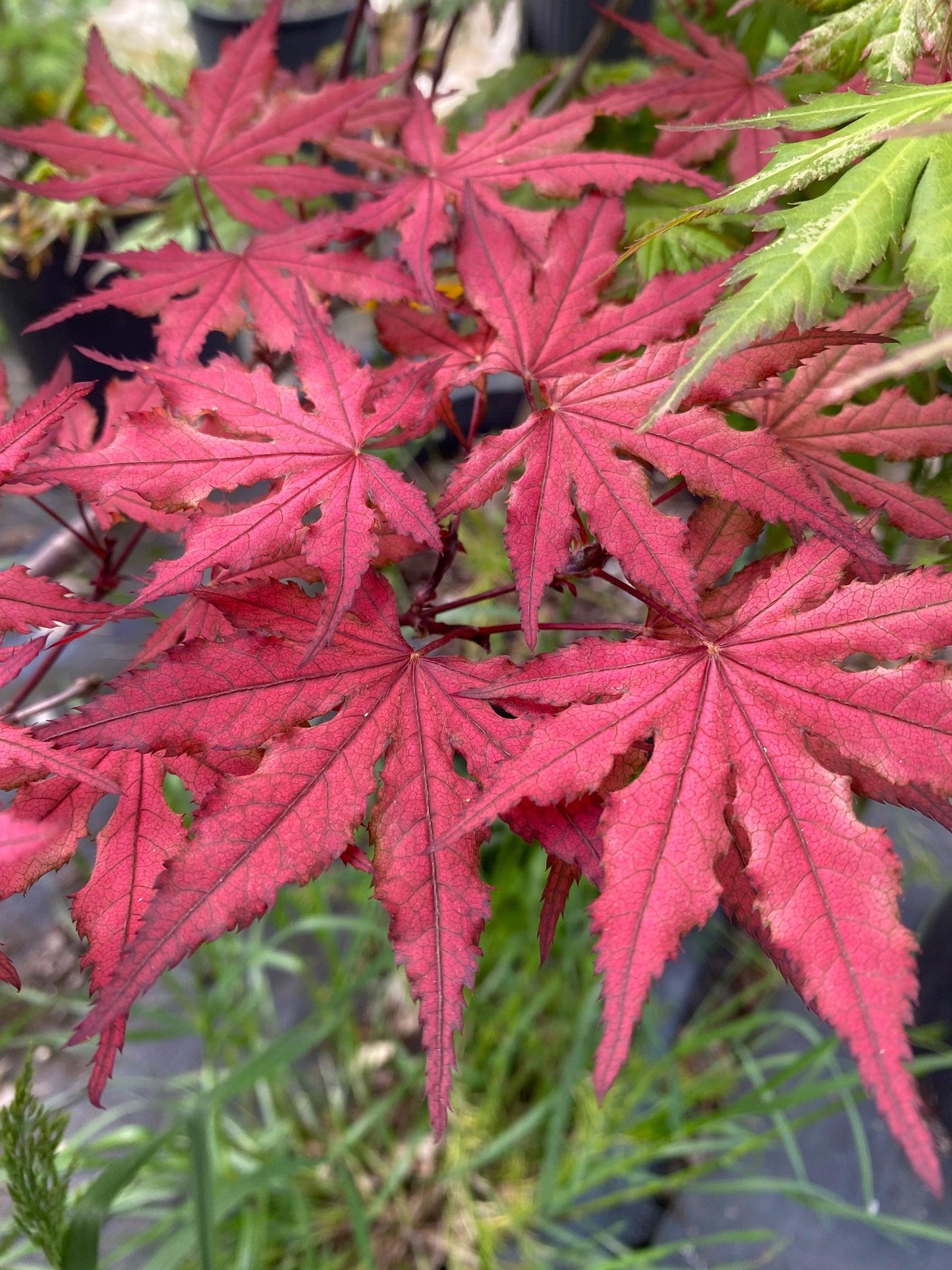 Acer Palmatum - View 11 from www redcrocus com