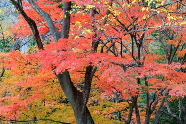 Acer Palmatum - View 12 from www redcrocus com