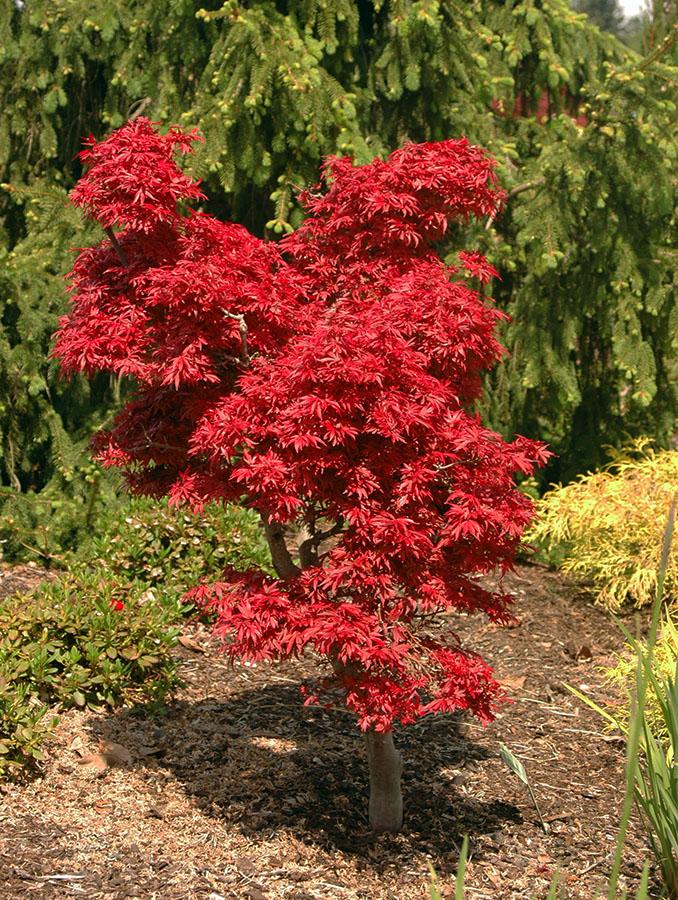 Acer Palmatum - View 15 from www redcrocus com