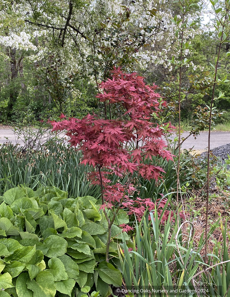 Acer Palmatum - View 16 from www redcrocus com