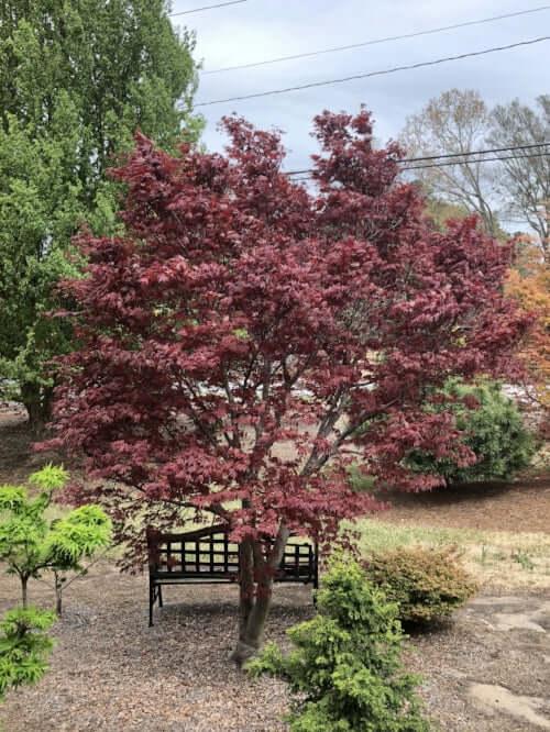 Acer Palmatum - View 17 from www redcrocus com
