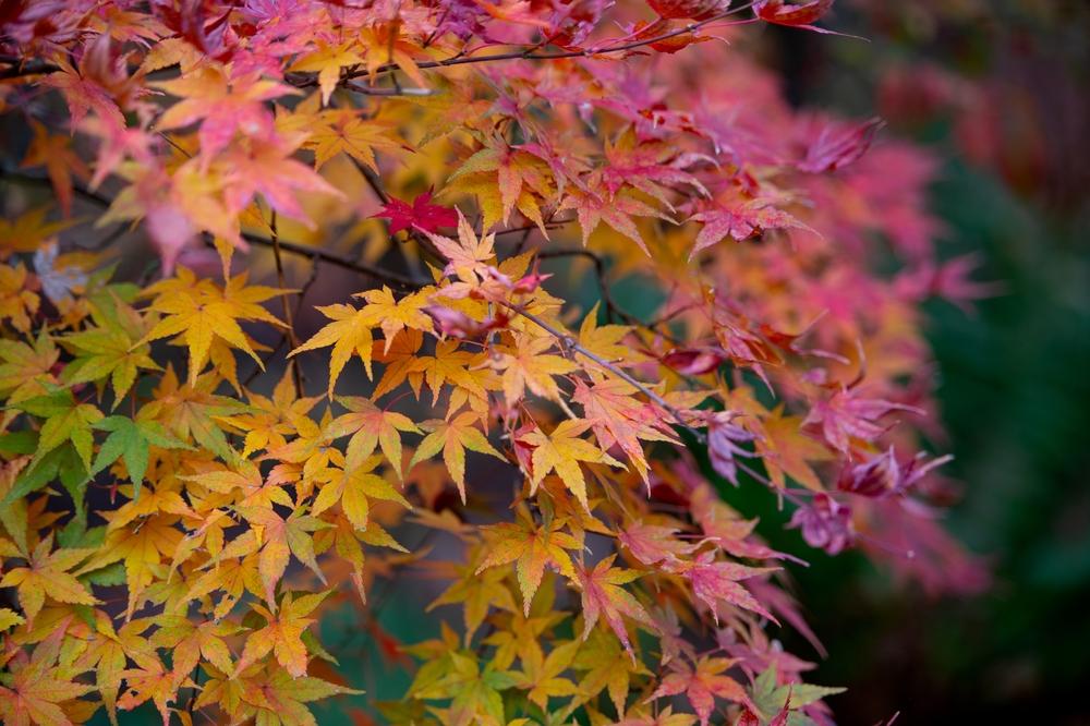 Acer Palmatum - View 18 from www redcrocus com