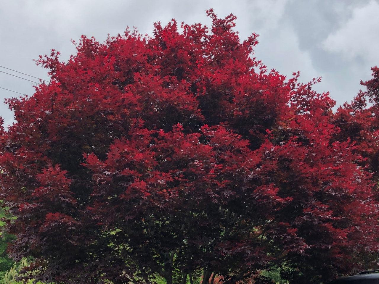 Acer Palmatum - View 1 from www redcrocus com