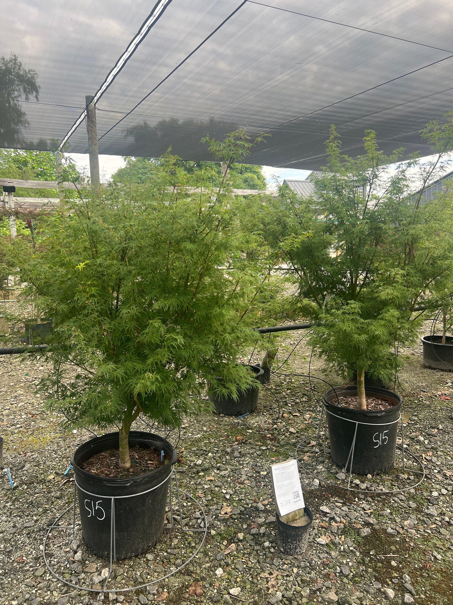 Acer Palmatum - View 20 from www redcrocus com