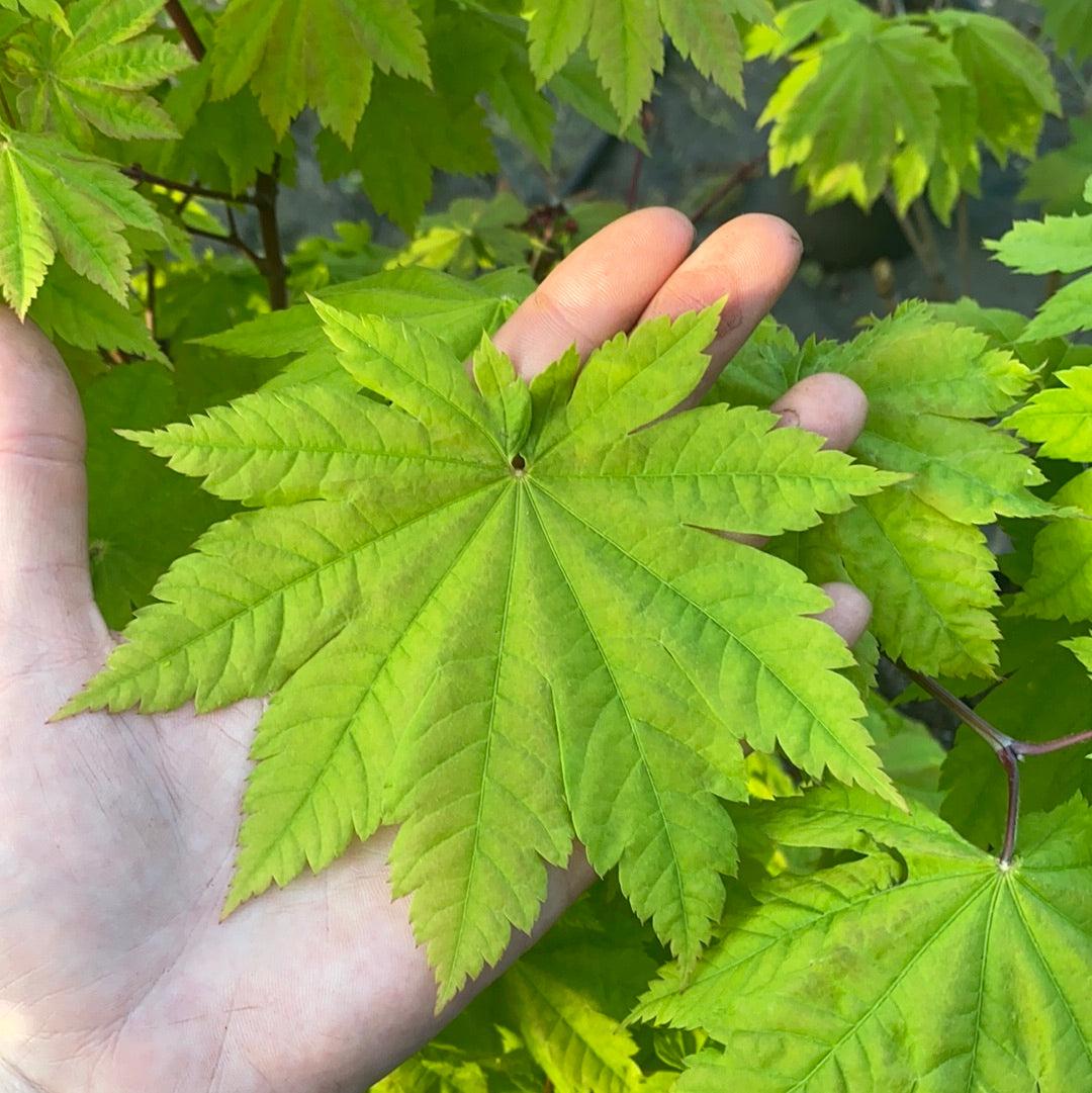 Acer Palmatum - View 21 from www redcrocus com