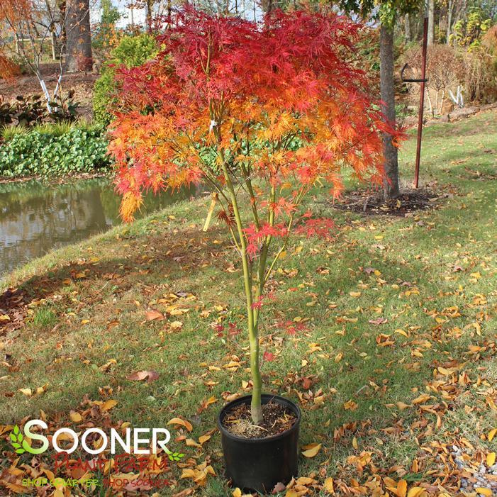 Acer Palmatum - View 23 from www redcrocus com