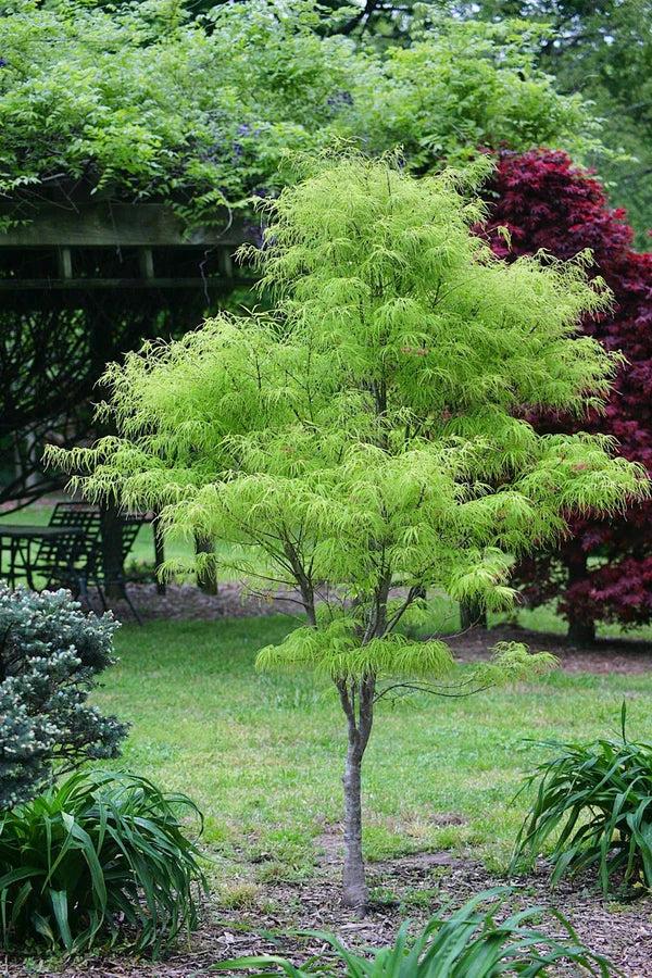 Acer Palmatum - View 26 from www redcrocus com
