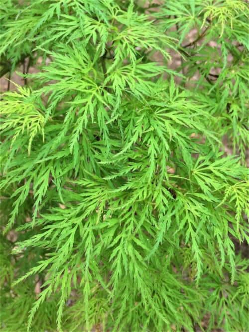Acer Palmatum - View 27 from www redcrocus com