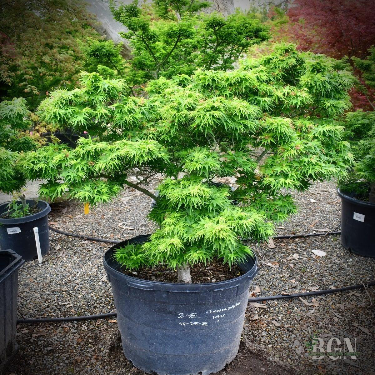Acer Palmatum - View 29 from www redcrocus com