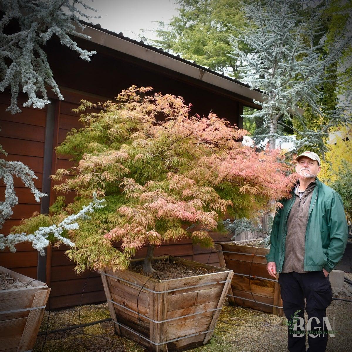Acer Palmatum - View 30 from www redcrocus com