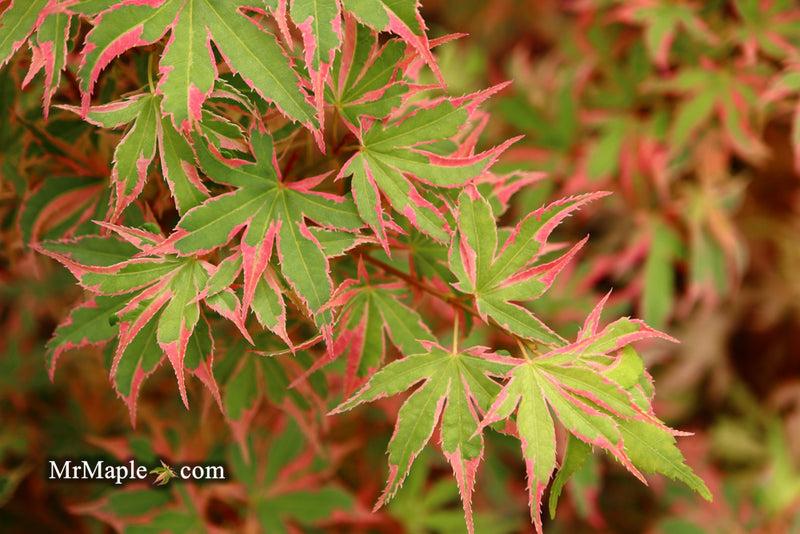 Acer Palmatum - View 31 from www redcrocus com