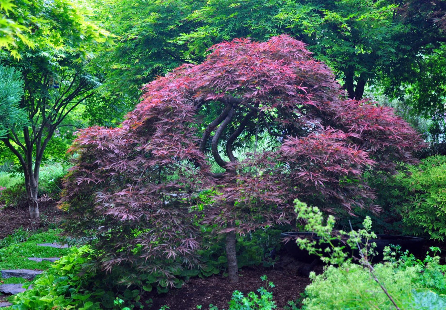 Acer Palmatum - View 32 from www redcrocus com